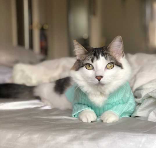 Photo of Puma
