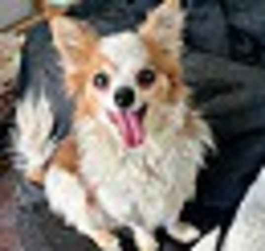 Photo of Zim