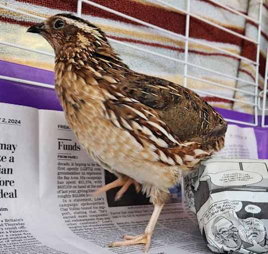 Photo of Japanese Quails!