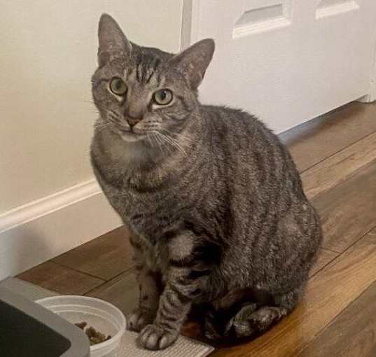 Photo of Brindle Bailey