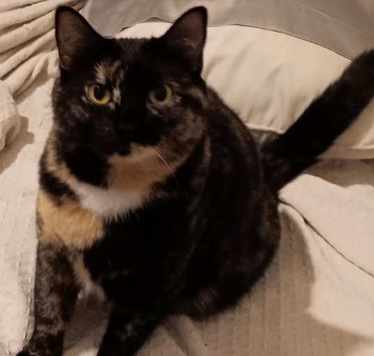 Photo of Rue