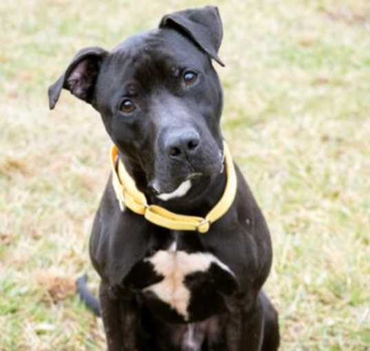 Photo of SMOKEY