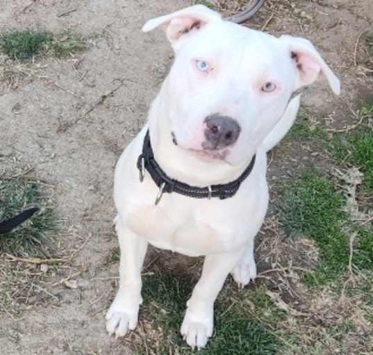 Photo of Beautiful Staffy