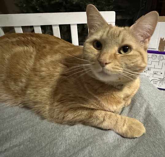 Photo of Nala