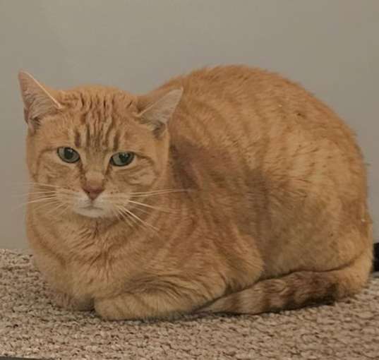 Photo of Twinkie