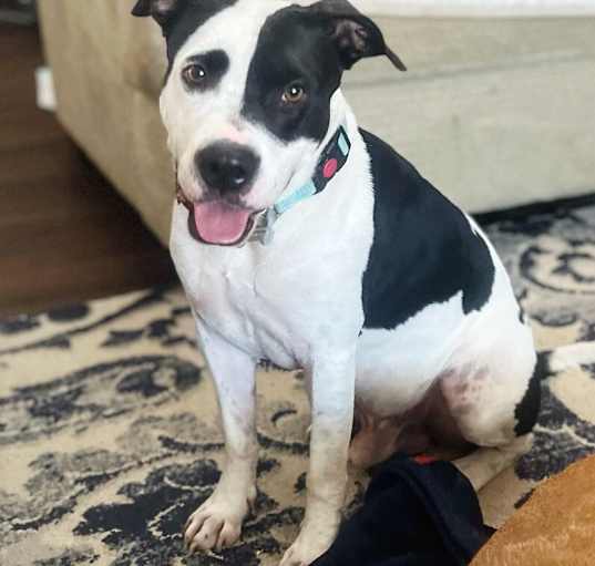 Photo of Panda the Great and Mighty Sweetie