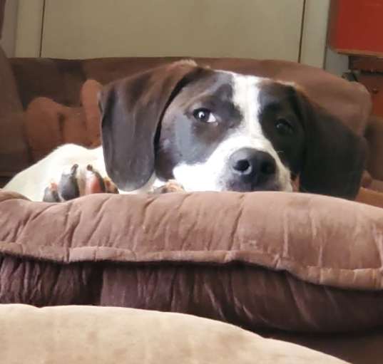 Photo of Piper