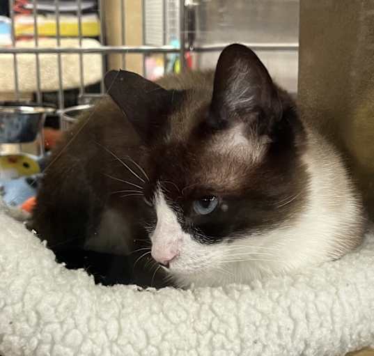 Photo of Snowy