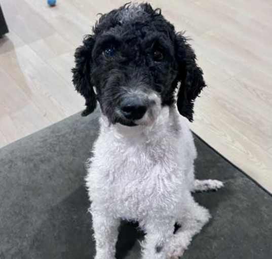 Photo of Dandelion