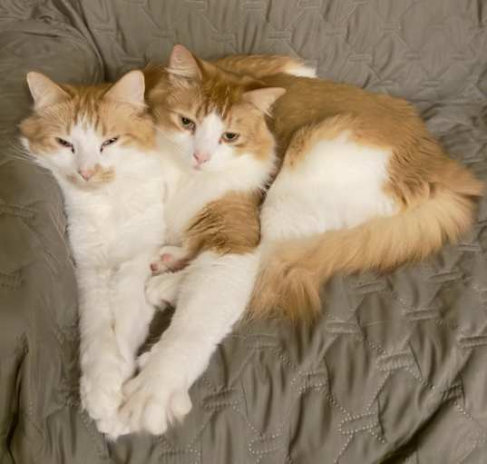 Photo of Hux & Kit