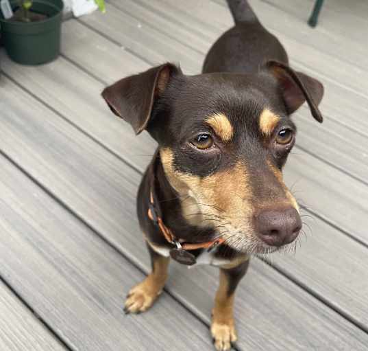 Photo of Ginger