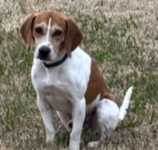 Photo of Duke