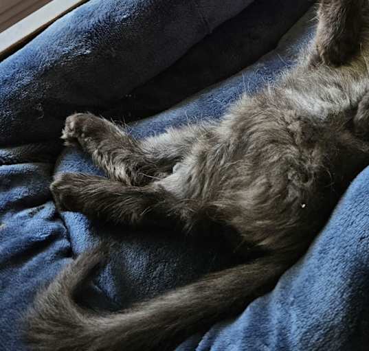 Photo of Momo