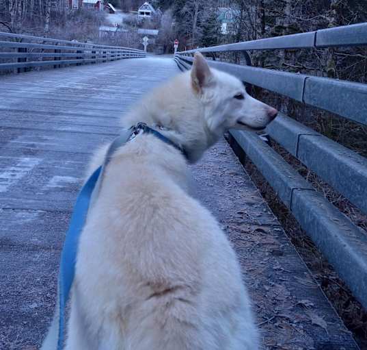 Photo of Ghost