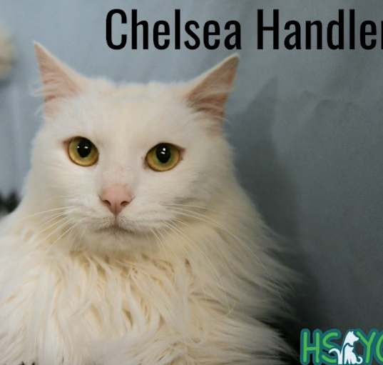 Photo of Chelsea Handler
