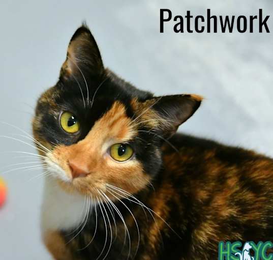 Photo of Patchwork