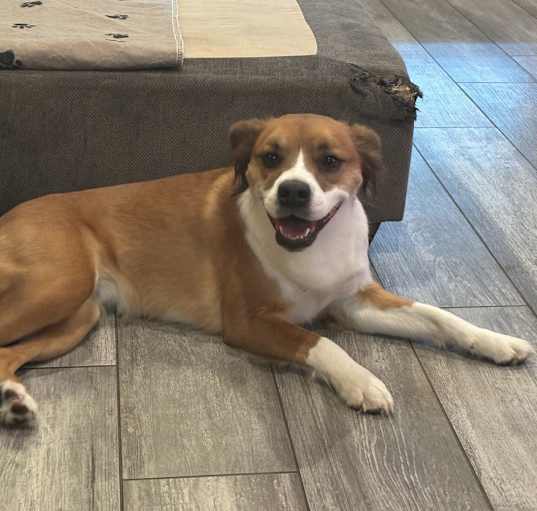 Photo of Brownie