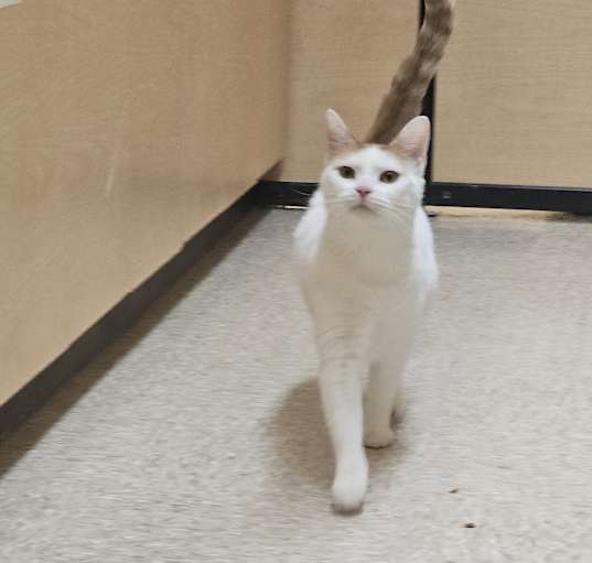 Photo of Peaches