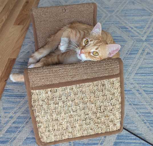 Photo of Rusty