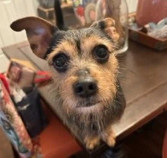 Photo of Charlie Brown