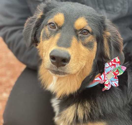 Photo of STELLA