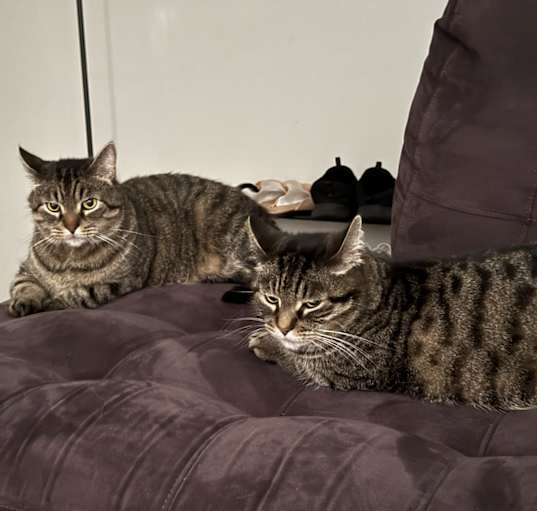 Photo of Bones and Boris