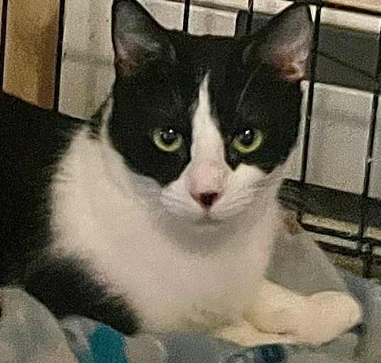 Photo of Brellie
