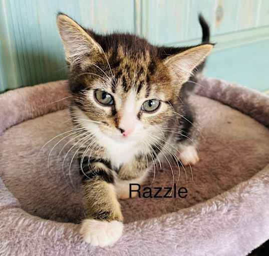 Photo of Razzle