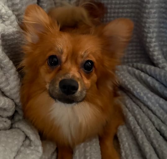 Photo of Bluey