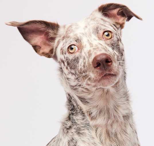 Photo of Freckles/Moody