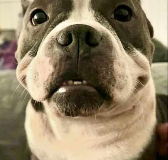 Photo of Harlow