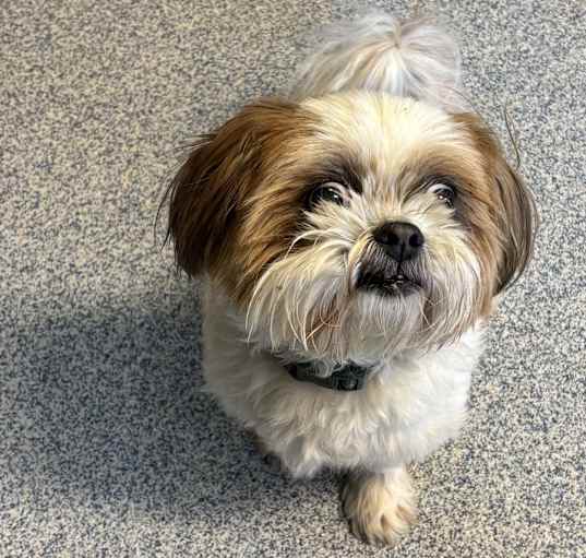 Photo of Milo