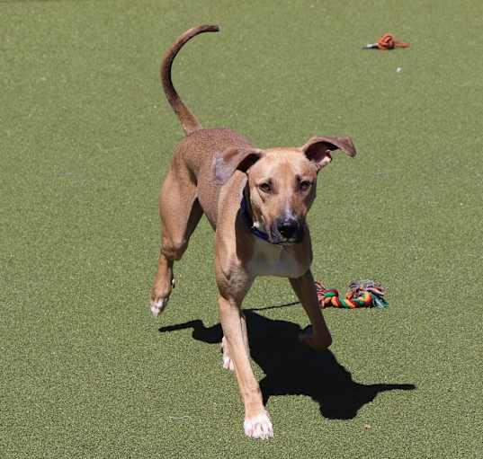 Photo of Scoob