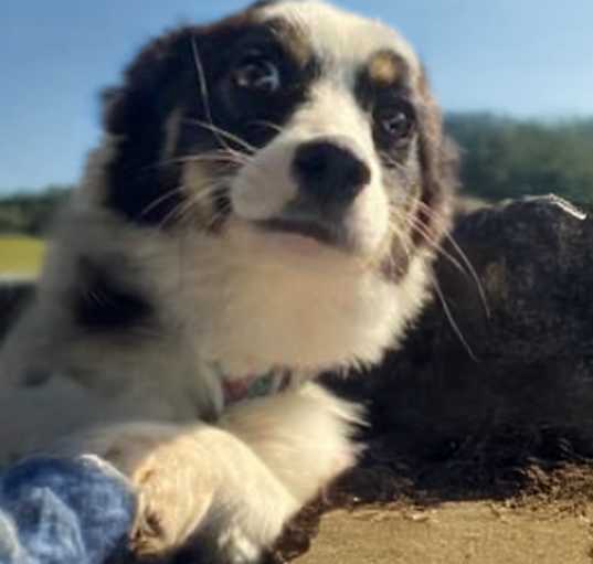 Photo of Biscuit
