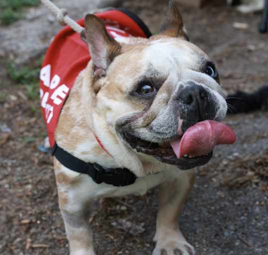 Photo of Pebbles