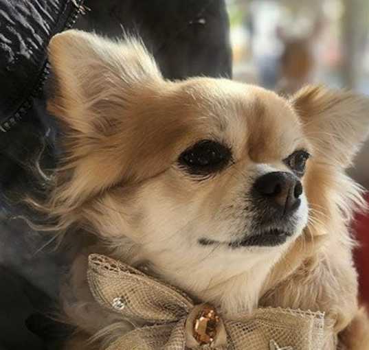 Photo of Ruby
