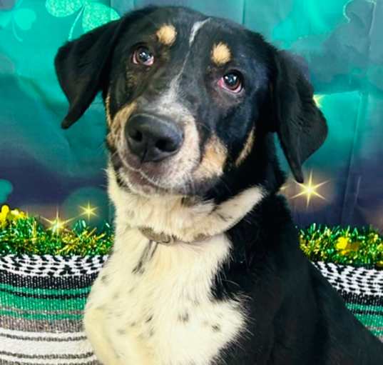 Photo of Spunky