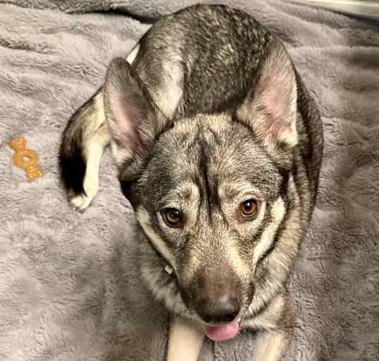 Photo of Nova