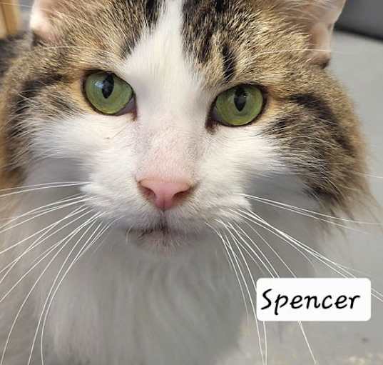 Photo of Spencer
