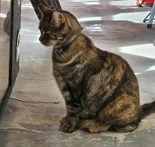 Photo of Bo