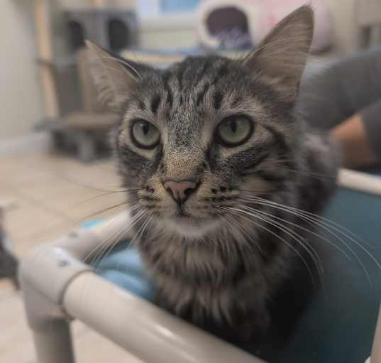 Photo of Rufus