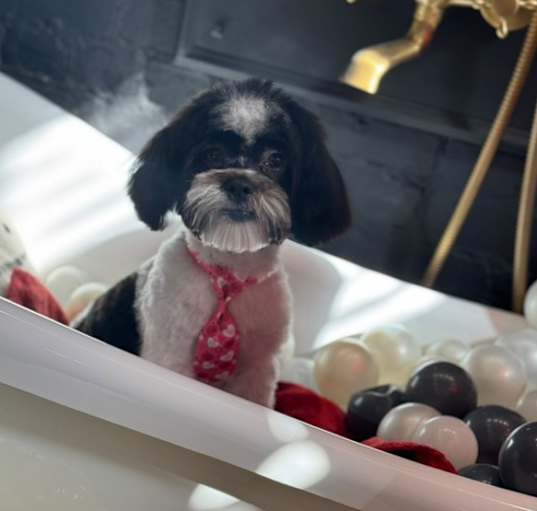Photo of Mochi