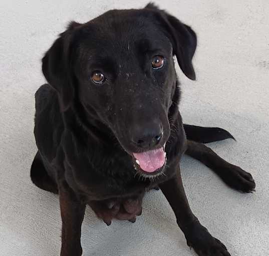 Photo of Black Bettie