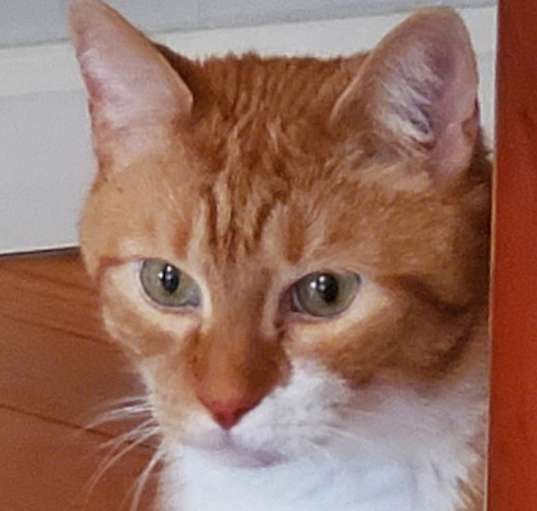 Photo of Sammy
