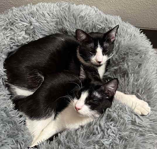 Photo of Yin & Yang