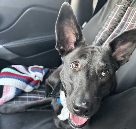 Photo of Freya