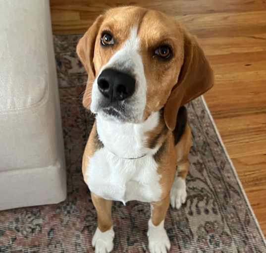Photo of Archie
