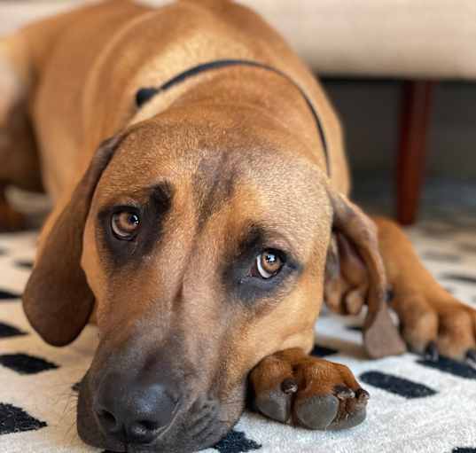 Photo of Odie