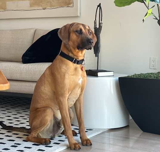 Photo of Odie