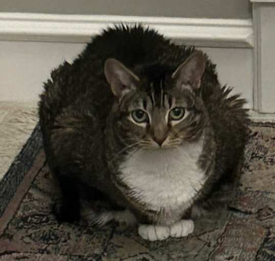 Photo of Rosie